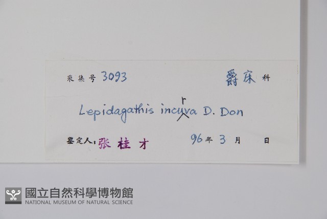 鱗花草藏品圖，第2張