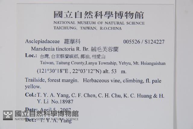 絨毛芙蓉蘭藏品圖，第2張