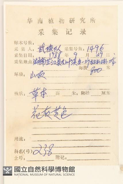 紅面番藏品圖，第2張