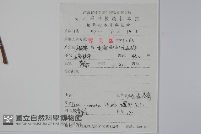 假黃楊藏品圖，第2張