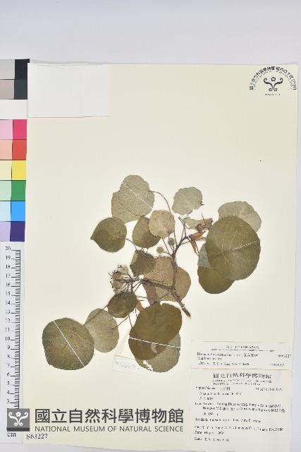 圓葉血桐藏品圖，第1張