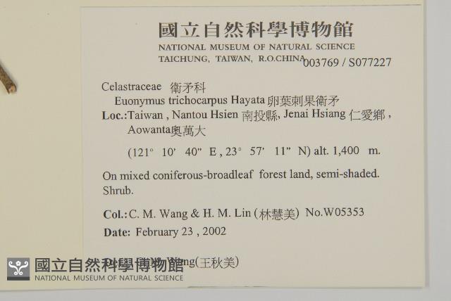 卵葉刺果衛矛藏品圖，第2張