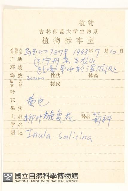 柳葉旋復花藏品圖，第2張