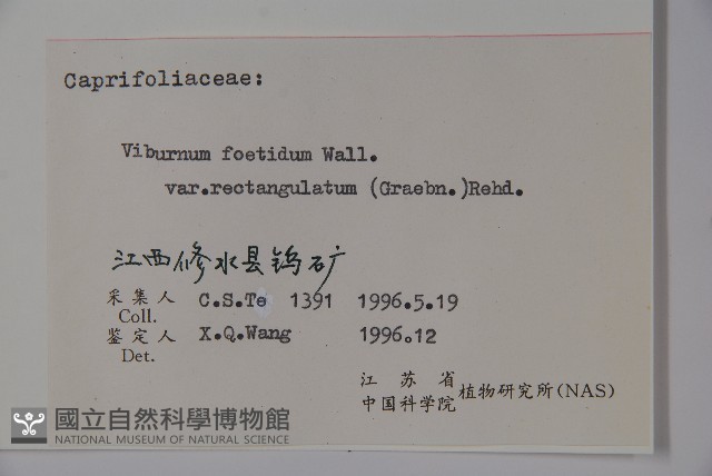 狹葉莢迷藏品圖，第2張
