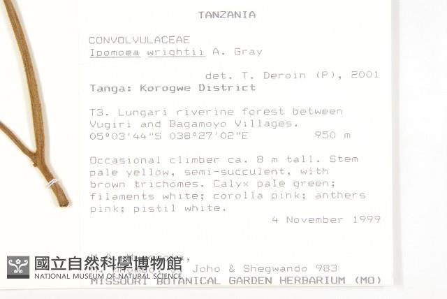 槭葉小牽牛藏品圖，第2張