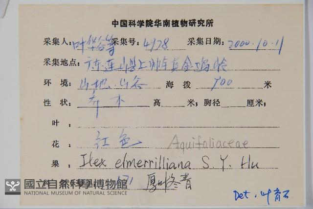 厚葉冬青藏品圖，第2張