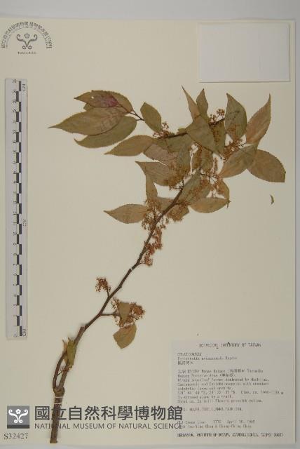 佩羅特木藏品圖，第4張