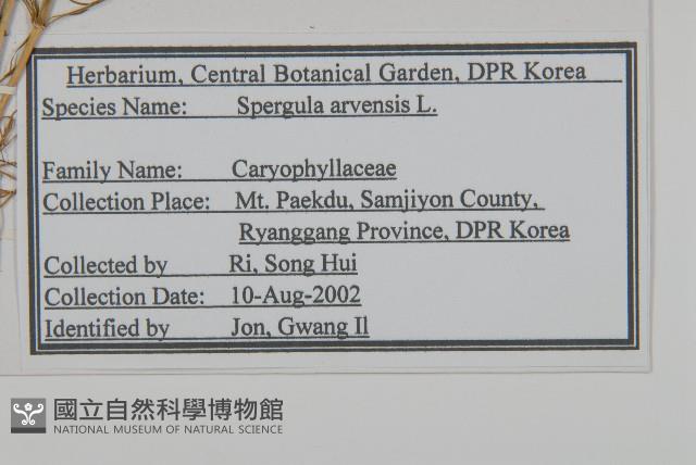 大爪草藏品圖，第2張