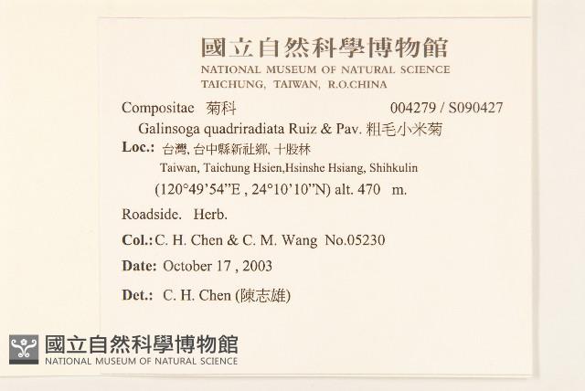 粗毛小米菊藏品圖，第2張