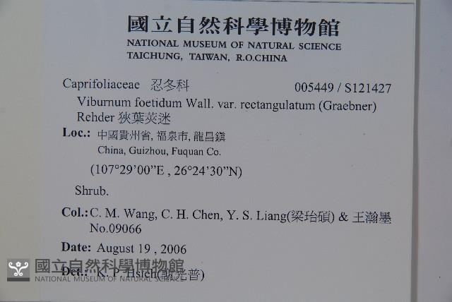 狹葉莢迷藏品圖，第2張