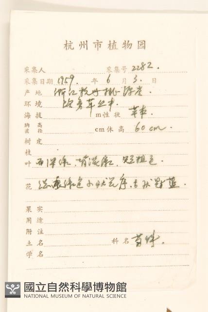 白頂飛蓬藏品圖，第2張