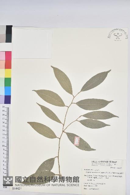 交力坪鐵色藏品圖，第1張