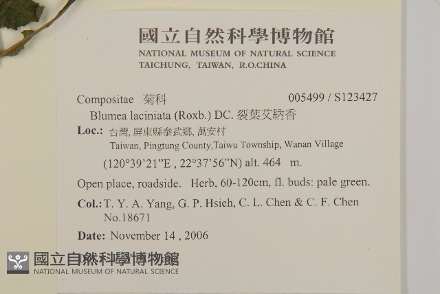 裂葉艾納香藏品圖，第2張