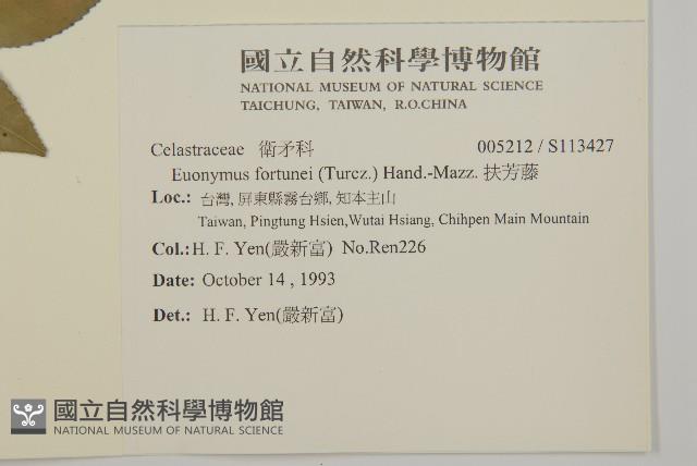 扶芳藤藏品圖，第2張