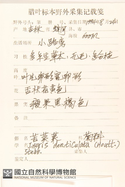 苦實菜藏品圖，第2張