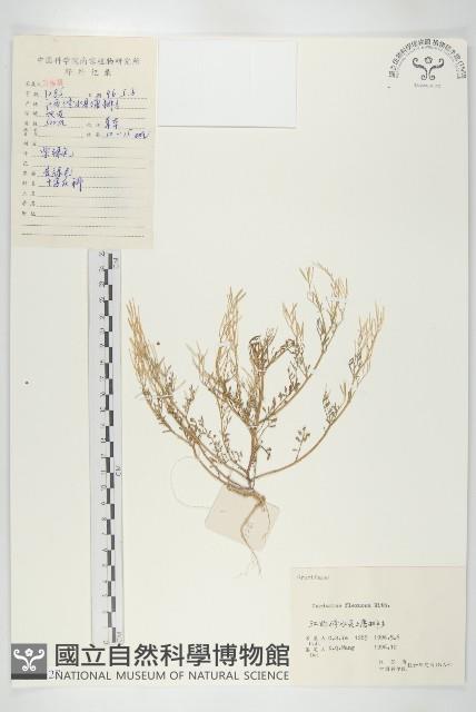 焊菜藏品圖，第1張