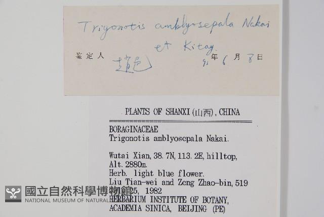 鈍萼附地菜藏品圖，第2張