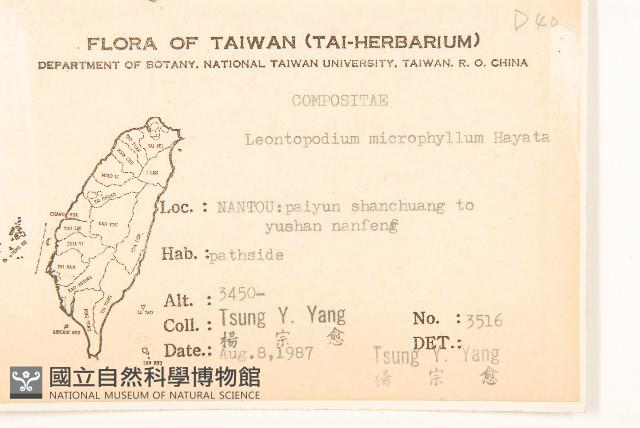 玉山薄雪草藏品圖，第2張