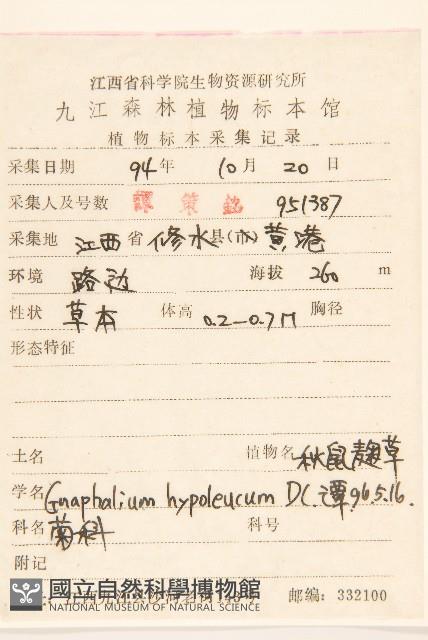 秋鼠麴草藏品圖，第2張