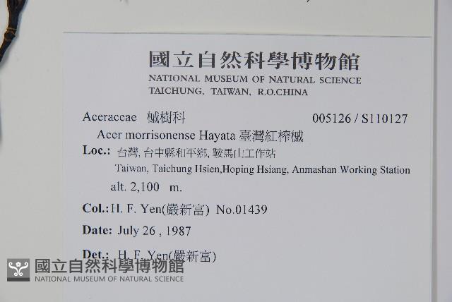 臺灣紅榨槭藏品圖，第2張