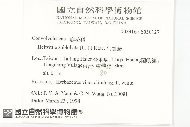 吊鐘藤藏品圖，第2張