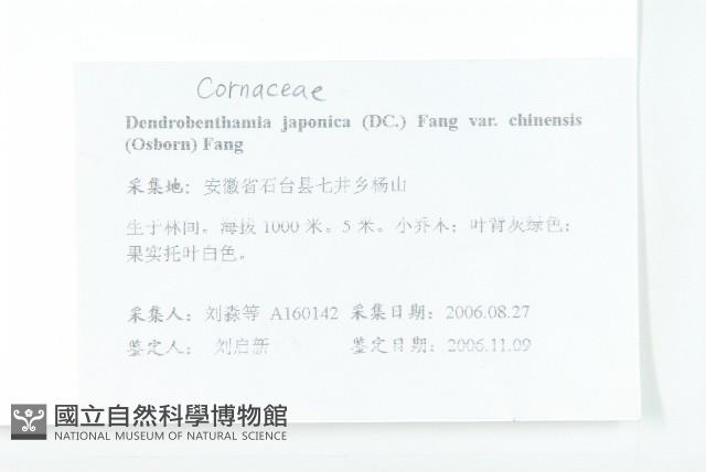 四照花藏品圖，第2張