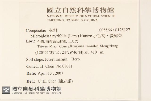 小舌菊、蔓綿菜藏品圖，第2張