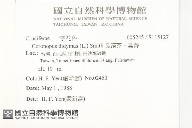 臭濱芥、臭薺藏品圖，第2張