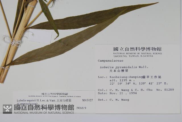 大本山梗菜藏品圖，第2張