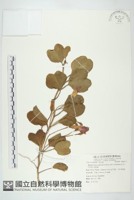 馬鞍藤藏品圖，第1張