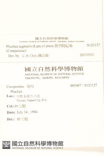 翼莖闊苞菊藏品圖，第2張