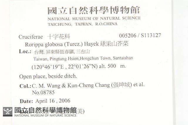 風花菜、球果山芥菜藏品圖，第2張