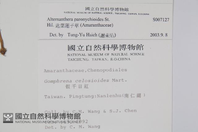 匙葉蓮子草藏品圖，第2張