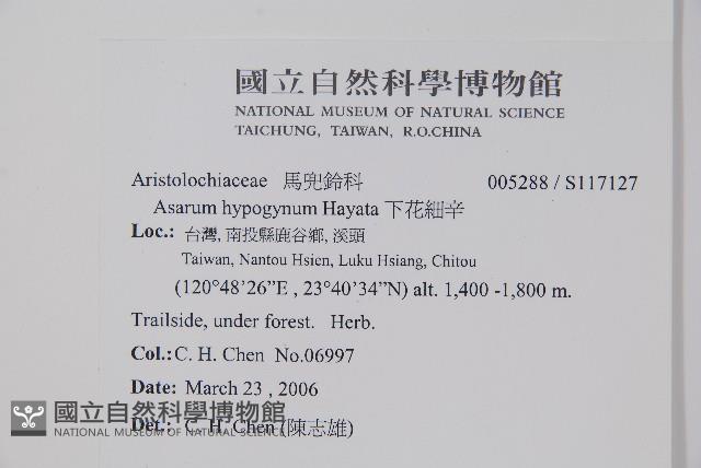 下花細辛藏品圖，第2張