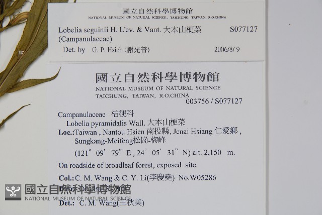 大本山梗菜藏品圖，第2張