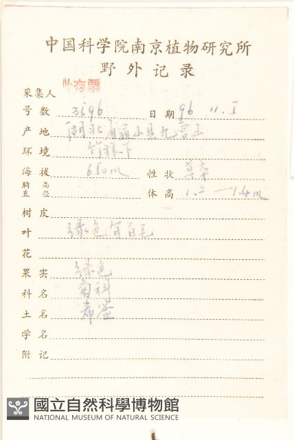 腺梗豨薟藏品圖，第2張