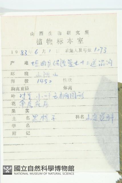 毛棶藏品圖，第2張