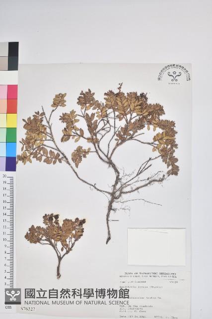 高山白珠樹藏品圖，第1張