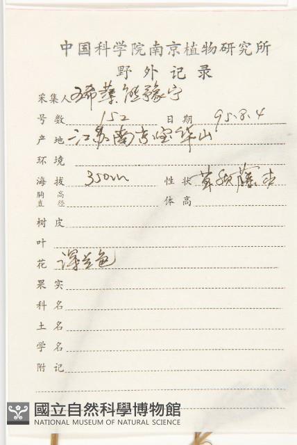 牽牛花藏品圖，第2張