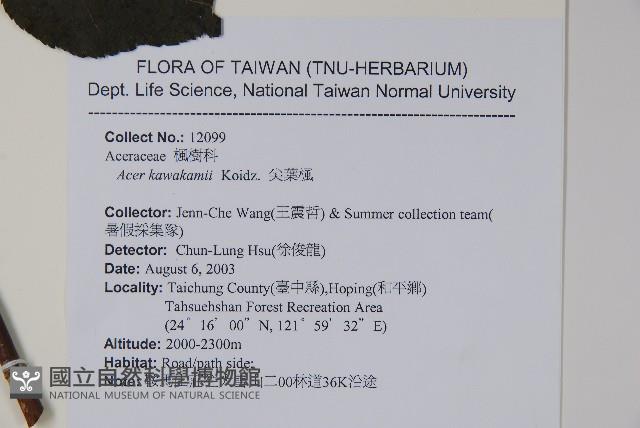 Kawakmi maple Collection Image, Figure 2, Total 2 Figures