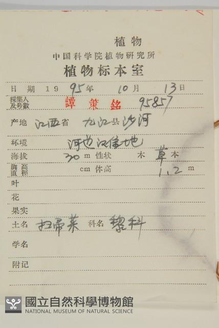 掃帚菜藏品圖，第2張