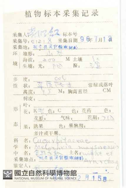 鈕子瓜藏品圖，第2張