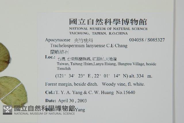 蘭嶼絡石藏品圖，第2張