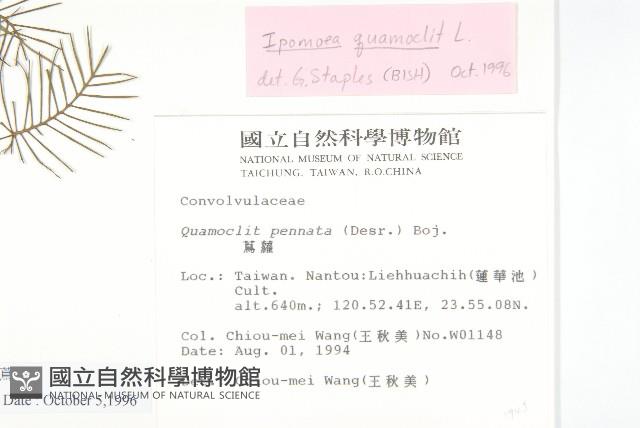 蔦蘿藏品圖，第2張