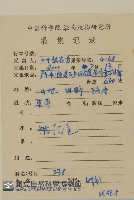 紫背草藏品圖，第2張