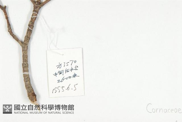 頭狀四照花藏品圖，第2張