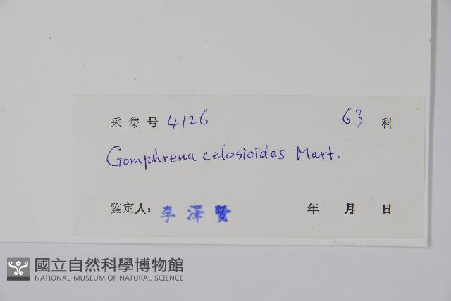 假千日紅藏品圖，第2張