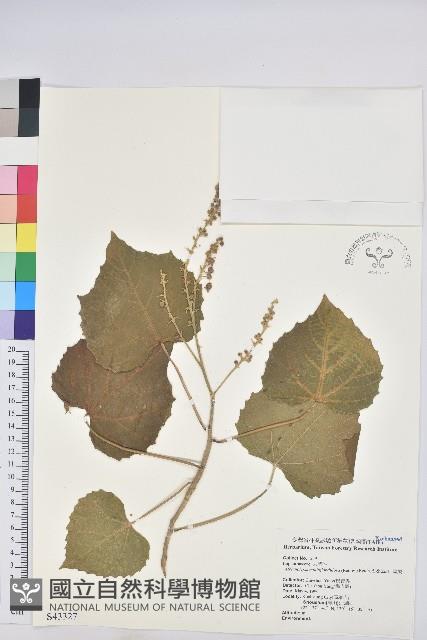 蟲屎藏品圖，第1張