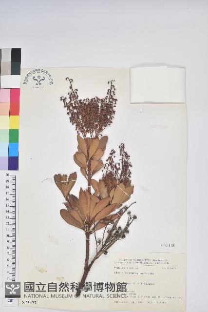 臺灣馬醉木藏品圖，第1張