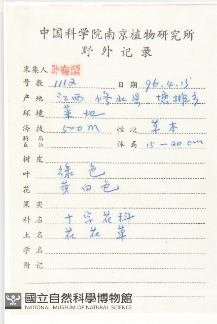 鼠耳芥藏品圖，第2張